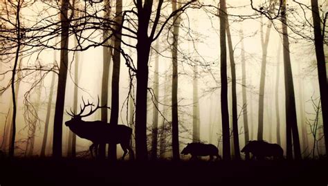 The Wild Boar in the Forest: A Biblical Dream Interpretation